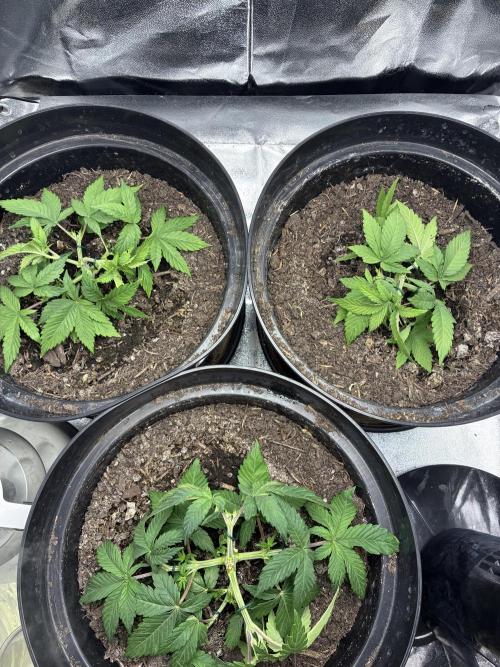 Blue Cheese. Week 3