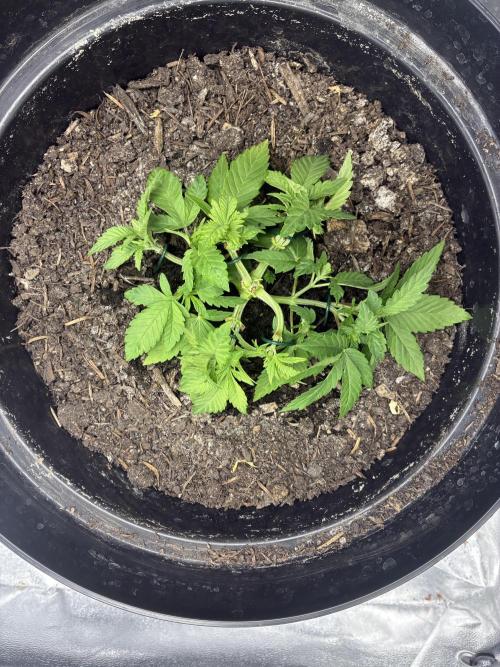 1. photoperiod. Week 4