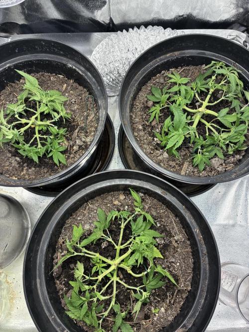 Blue Cheese. Week 4