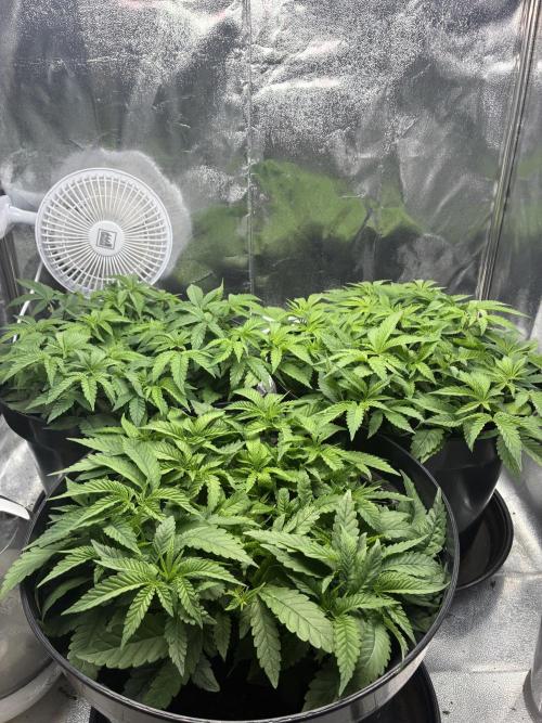 Blue Cheese. Week 7