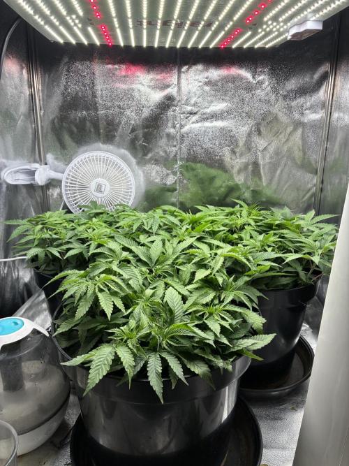 Blue Cheese. Week 7