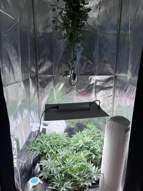 Blue Cheese. Week 9