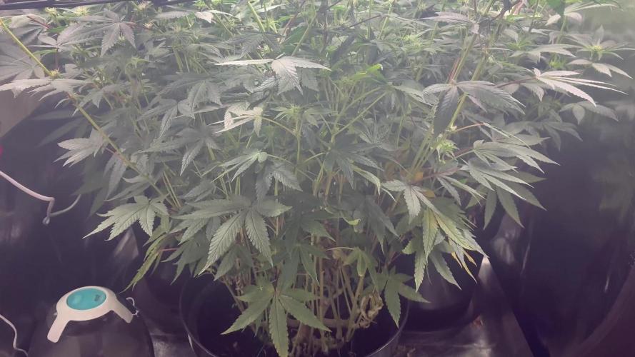 Blue Cheese. Week 12