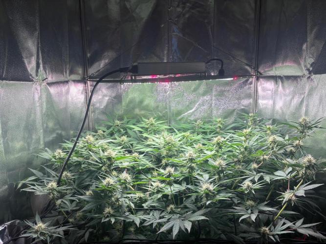 Blue Cheese. Week 13
