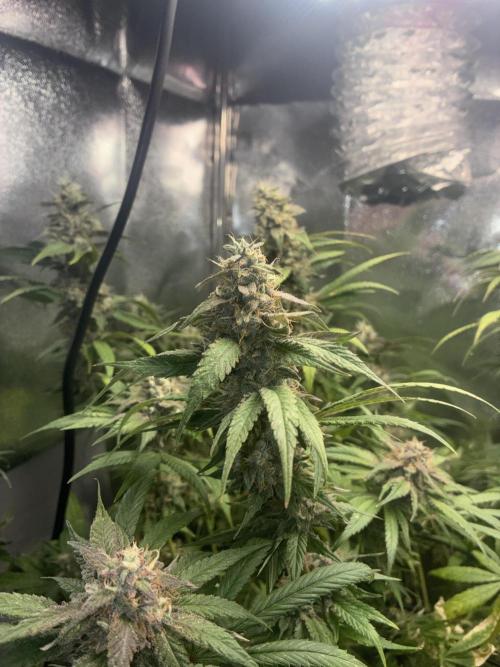 Blue Cheese. Week 18