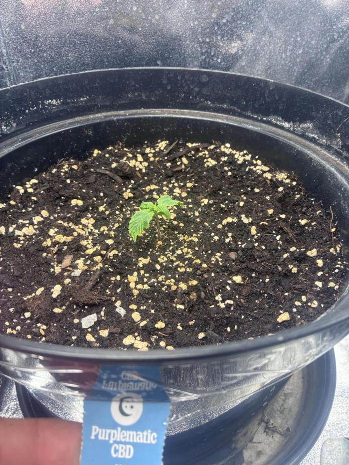 3. Perpetual grow. Week 1