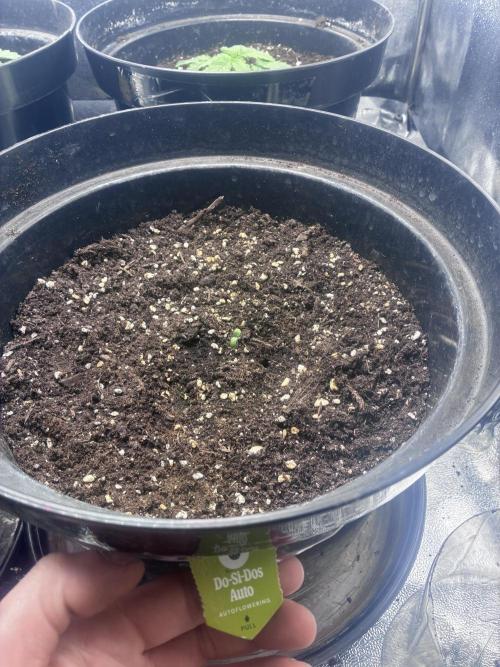 Dos-Si-Dos Auto. Week 2