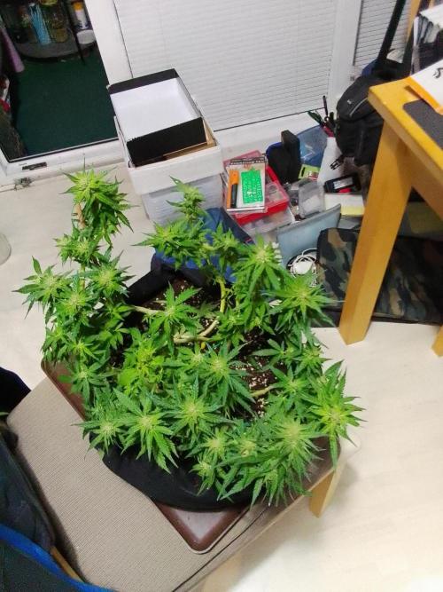 Tangie Auto. Week 6