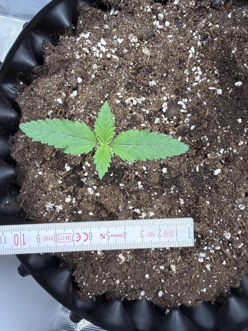 Lemon Cherry Cookies Auto. Week 1