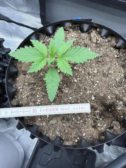 Lemon Cherry Cookies Auto. Week 2