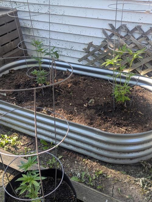 outdoor 2026. Week 15