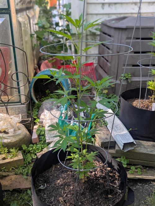 outdoor 2026. Week 17