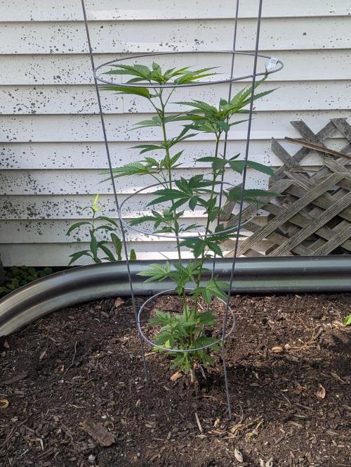 outdoor 2026. Week 17