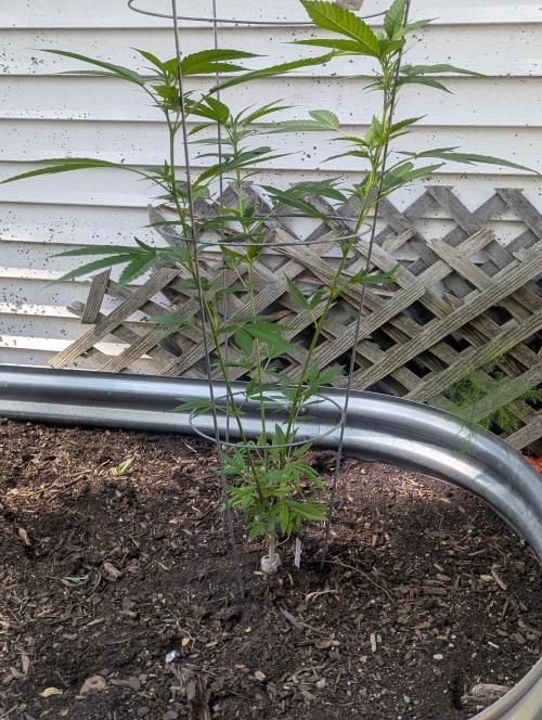 outdoor 2026. Week 17
