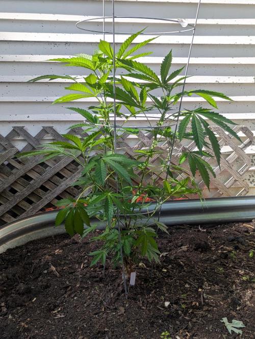 outdoor 2026. Week 17