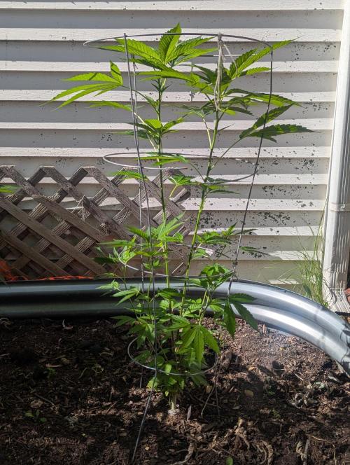 outdoor 2026. Week 17