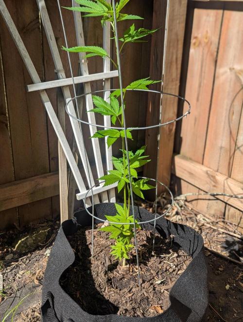 outdoor 2026. Week 17