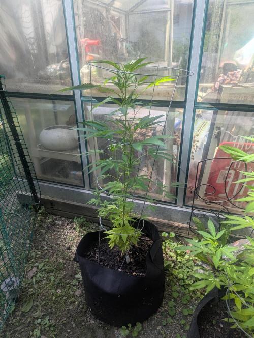 outdoor 2026. Week 19