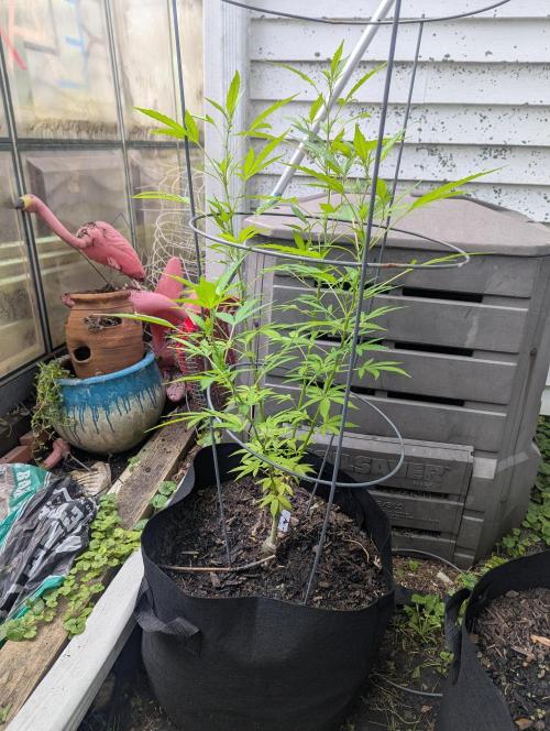 outdoor 2026. Week 21