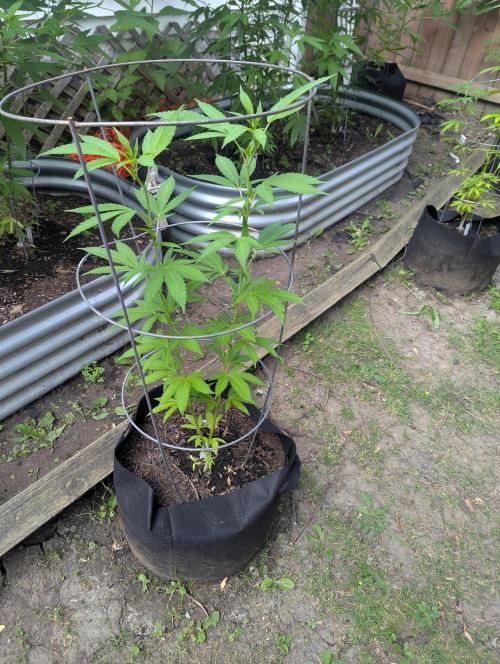 outdoor 2026. Week 21