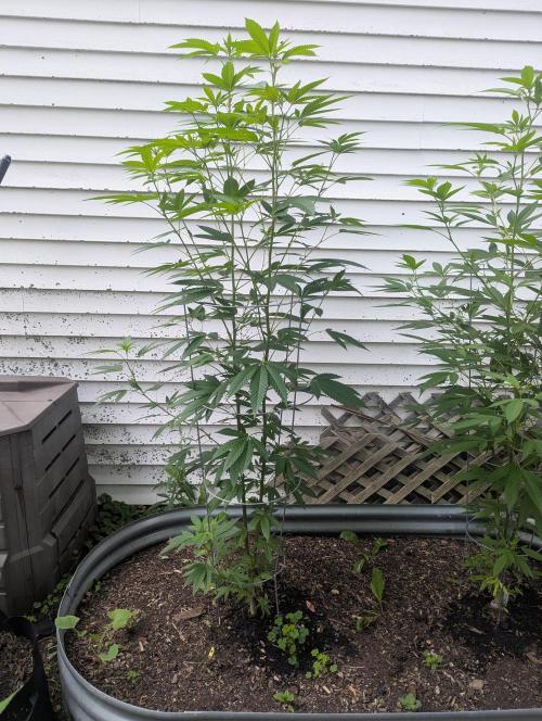 outdoor 2026. Week 21 - 5 ft