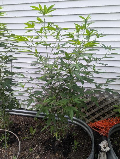outdoor 2026. Week 21 - 5ft