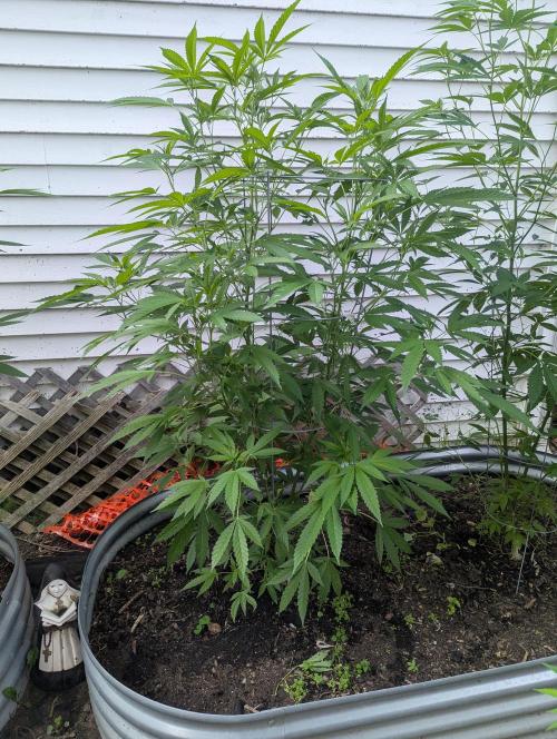 outdoor 2026. Week 21