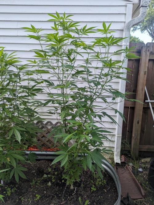outdoor 2026. Week 21 - 5 ft+