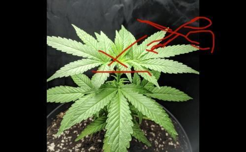 Bruse Hulk. Week 5