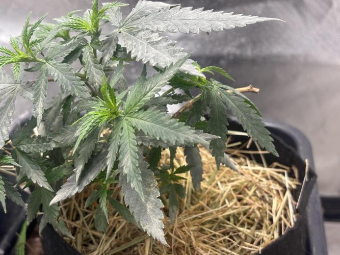 Bruse Hulk. Week 6