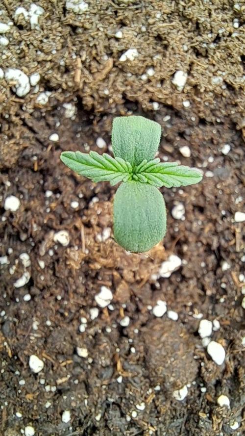 My 5th. Week 0