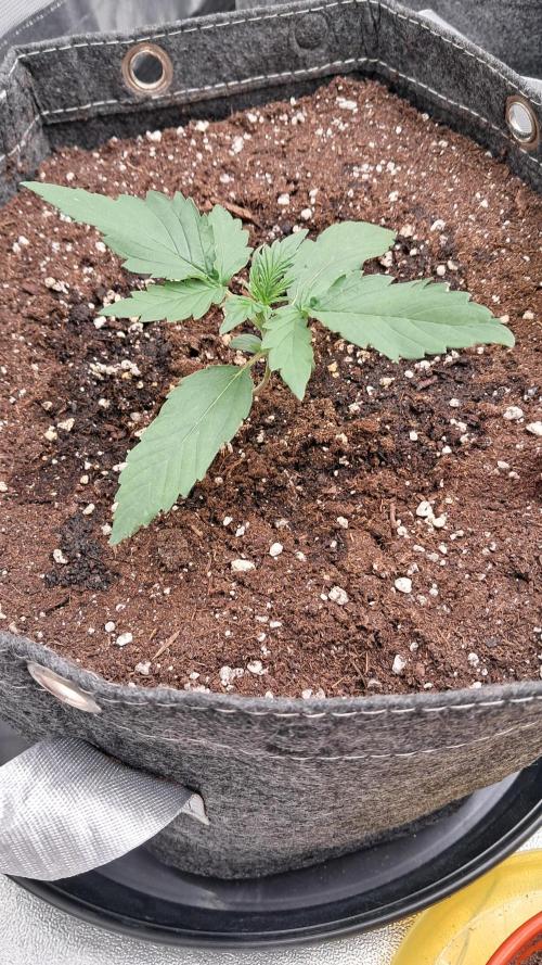 My 5th. Week 1