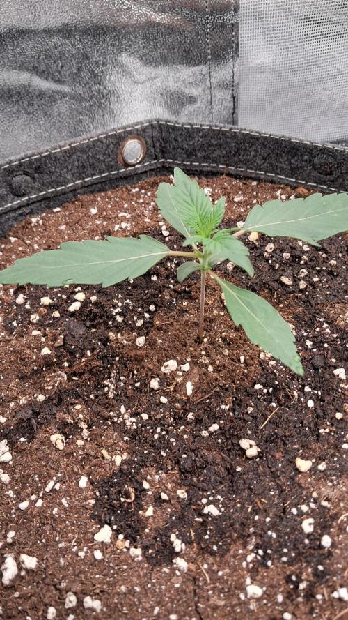 My 5th. Week 1