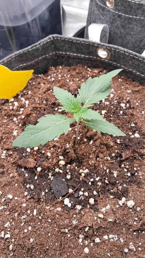 My 5th. Week 1
