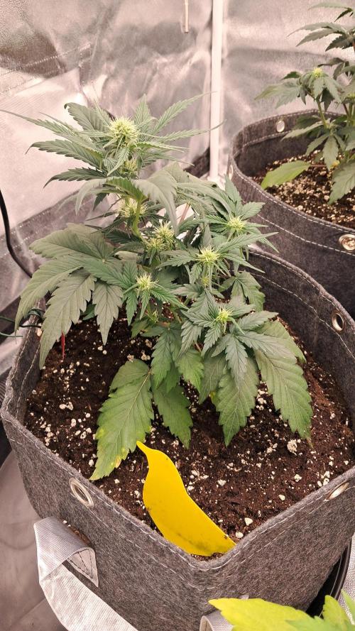 My 5th. Week 4 - Skywalker 