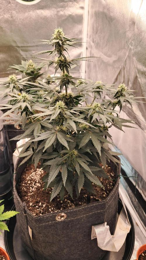 My 5th. Week 6