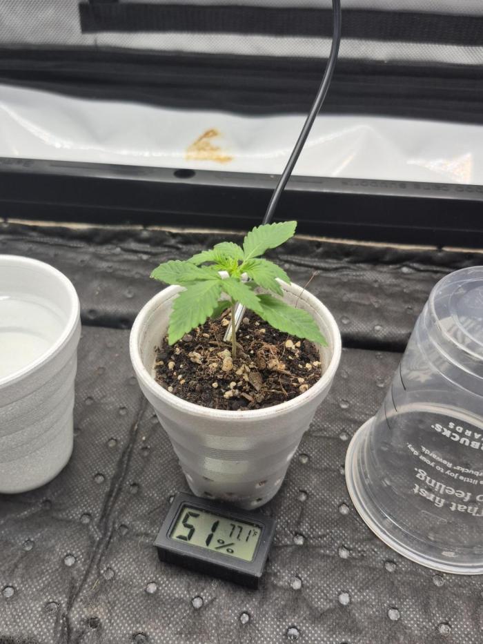 Easy W. Week 0 - She popped pretty quick