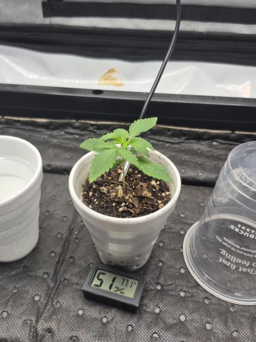 Gorilla Cookies Auto. Week 0