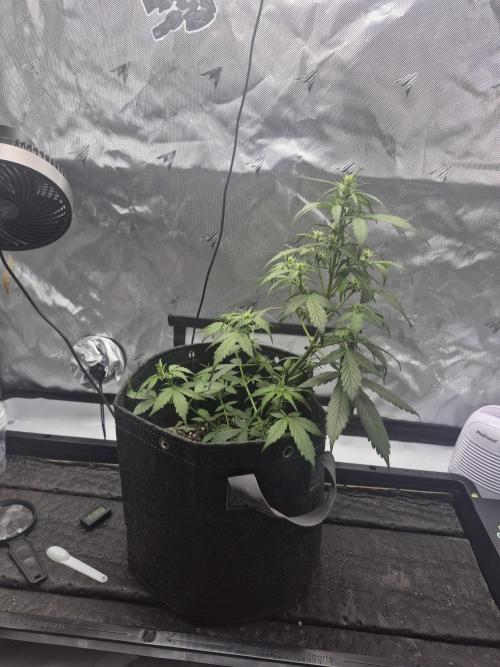 Easy W. Week 5