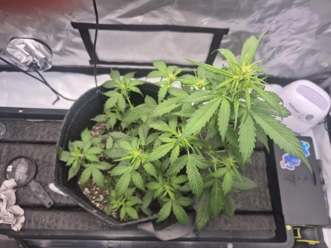 Easy W. Week 5