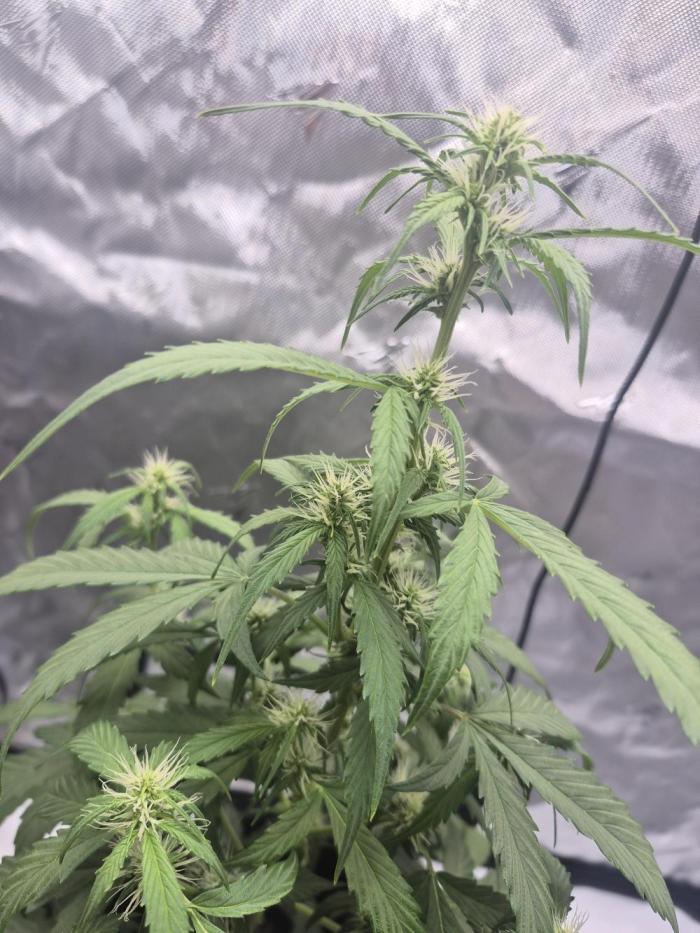 Easy W. Week 6