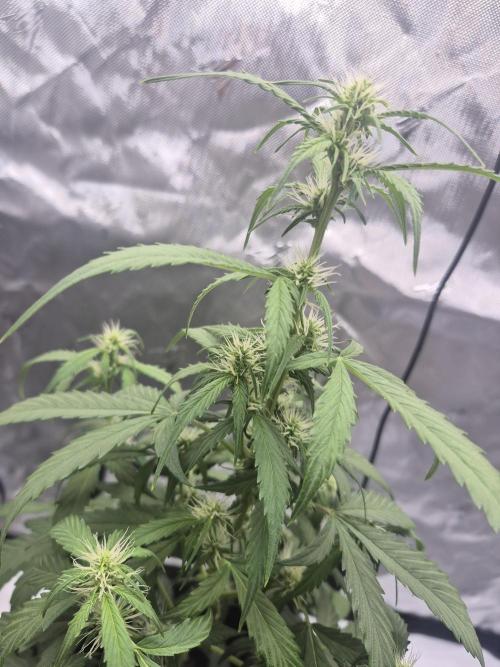 Gorilla Cookies Auto. Week 6