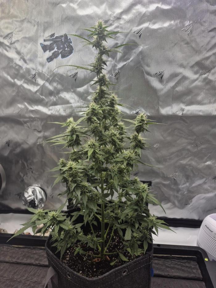 Easy W. Week 7 - She smells like sugar and cookies and citrus. 