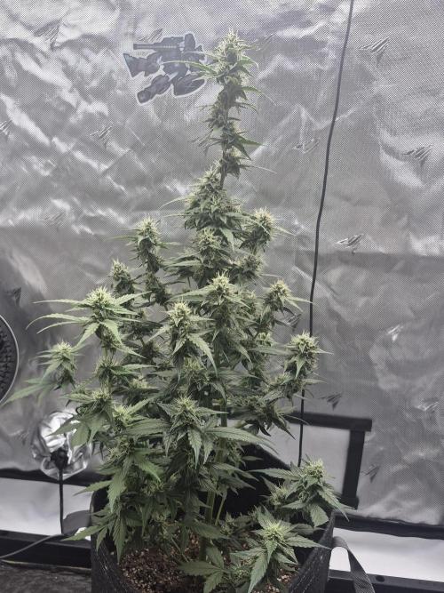 Easy W. Week 8