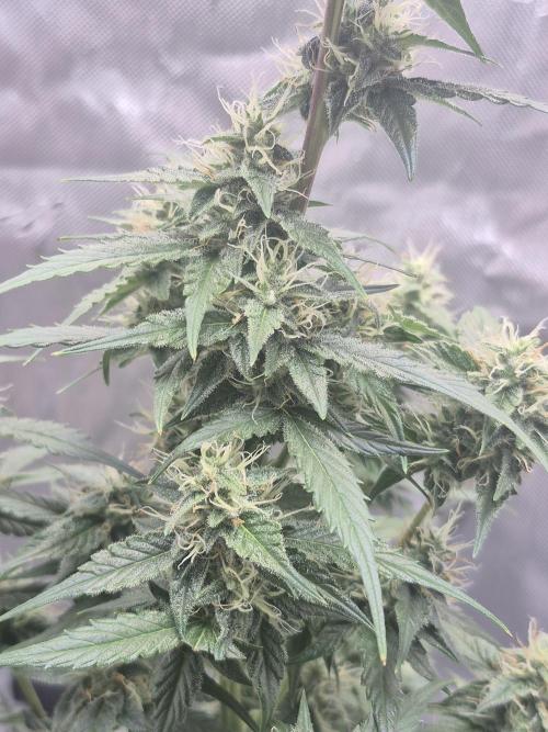 Easy W. Week 8