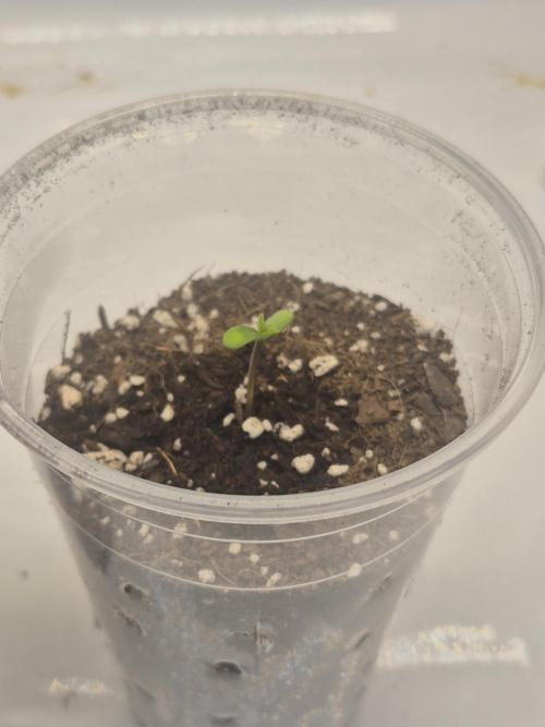 The Mystery Flower. Week 1