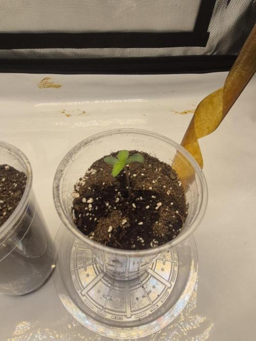 The Mystery Flower. Week 1