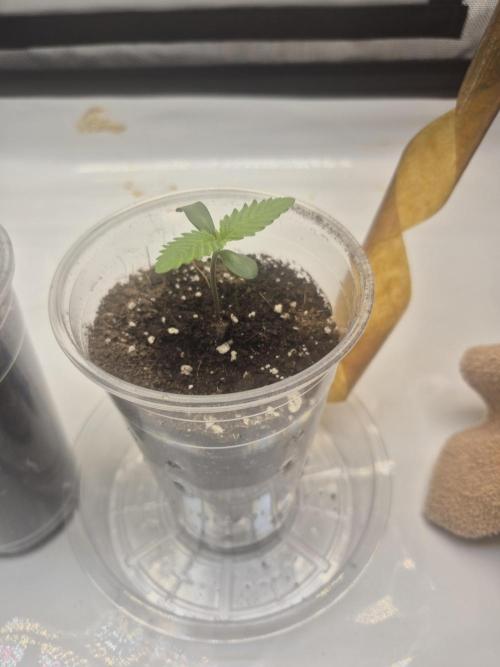 Mix Pack Auto. Week 1