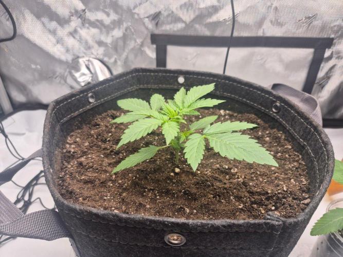 Round 3. Week 2
