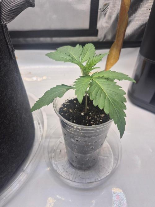 The Mystery Flower. Week 2